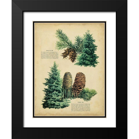 Douglas Fir and White Fir Black Modern Wood Framed Art Print with Double Matting by Unknown