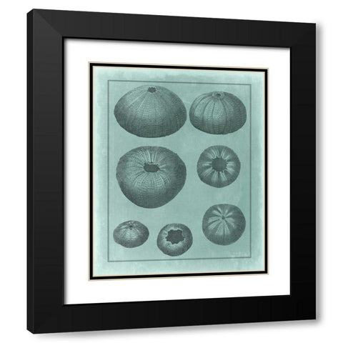 Spa Shell Collection V Black Modern Wood Framed Art Print with Double Matting by Vision Studio