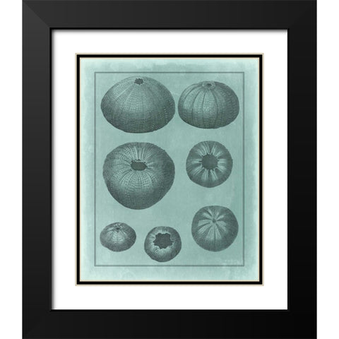 Spa Shell Collection V Black Modern Wood Framed Art Print with Double Matting by Vision Studio