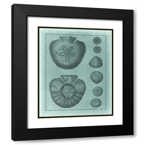 Spa Shell Collection VI Black Modern Wood Framed Art Print with Double Matting by Vision Studio