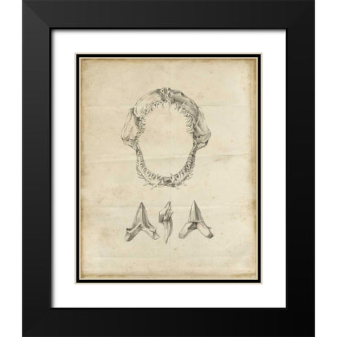 Shark Study I Black Modern Wood Framed Art Print with Double Matting by Harper, Ethan