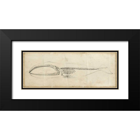 Whale Study I Black Modern Wood Framed Art Print with Double Matting by Harper, Ethan