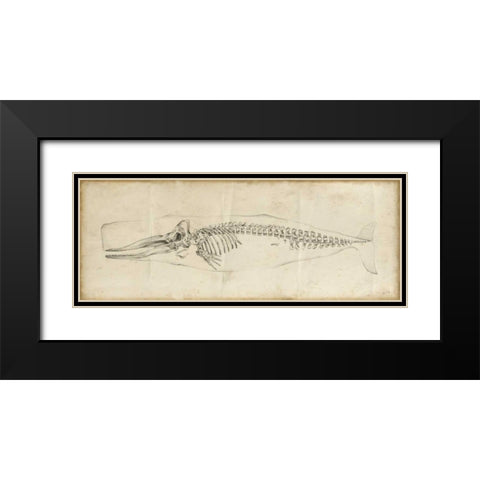 Whale Study II Black Modern Wood Framed Art Print with Double Matting by Harper, Ethan