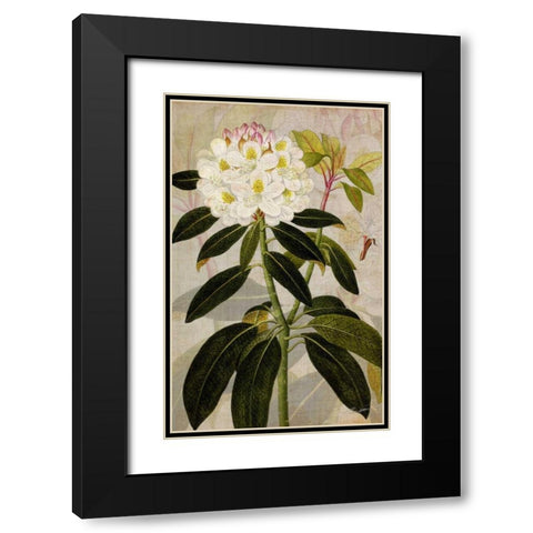 Rhododendron I Black Modern Wood Framed Art Print with Double Matting by Butler, John