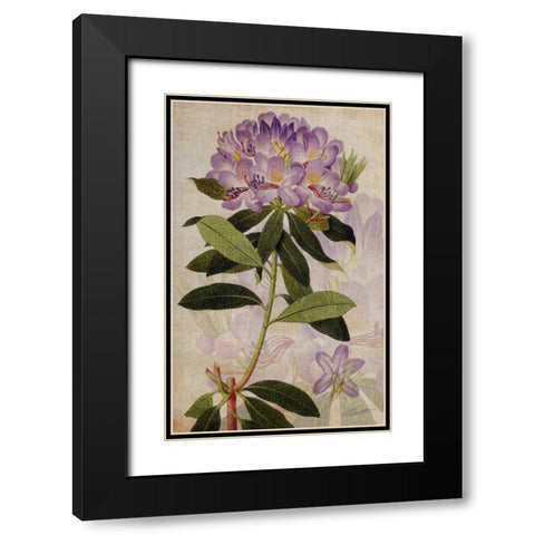Rhododendron II Black Modern Wood Framed Art Print with Double Matting by Butler, John