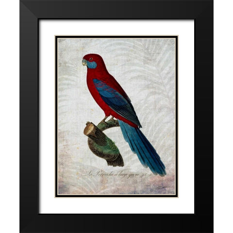 Parrot Jungle II Black Modern Wood Framed Art Print with Double Matting by Butler, John
