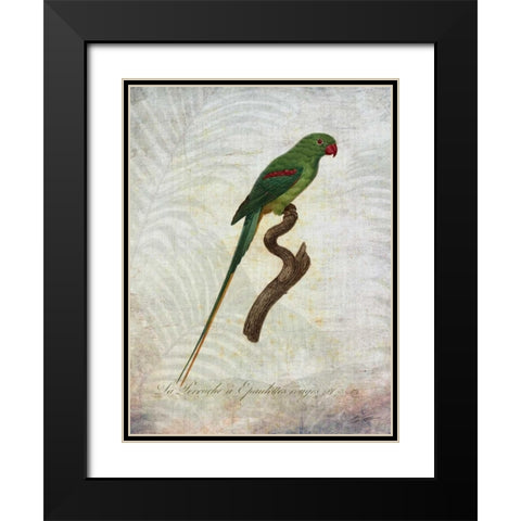 Parrot Jungle III Black Modern Wood Framed Art Print with Double Matting by Butler, John