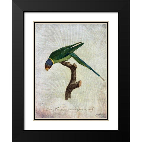 Parrot Jungle IV Black Modern Wood Framed Art Print with Double Matting by Butler, John