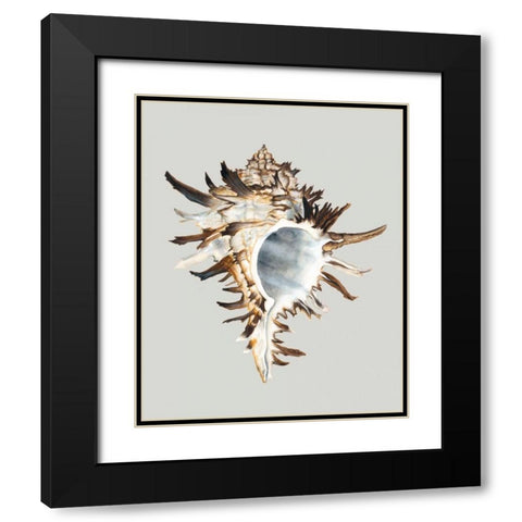 Black Murex Black Modern Wood Framed Art Print with Double Matting by Willett, Michael