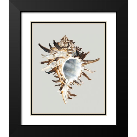 Black Murex Black Modern Wood Framed Art Print with Double Matting by Willett, Michael