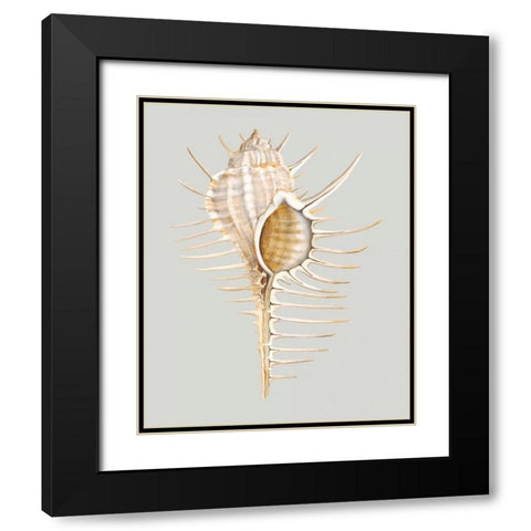 Spiney Murex Black Modern Wood Framed Art Print with Double Matting by Willett, Michael