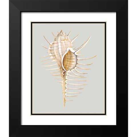 Spiney Murex Black Modern Wood Framed Art Print with Double Matting by Willett, Michael