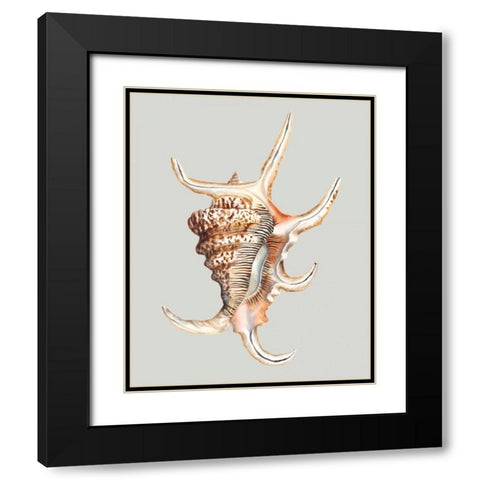 Spider Conch Black Modern Wood Framed Art Print with Double Matting by Willett, Michael