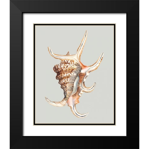 Spider Conch Black Modern Wood Framed Art Print with Double Matting by Willett, Michael