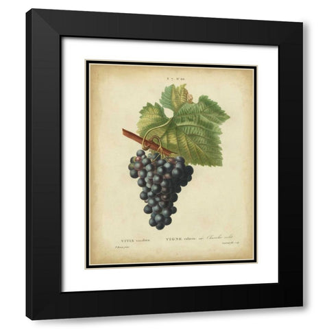 Antique Bessa Grapes I Black Modern Wood Framed Art Print with Double Matting by Bessa