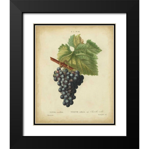 Antique Bessa Grapes I Black Modern Wood Framed Art Print with Double Matting by Bessa