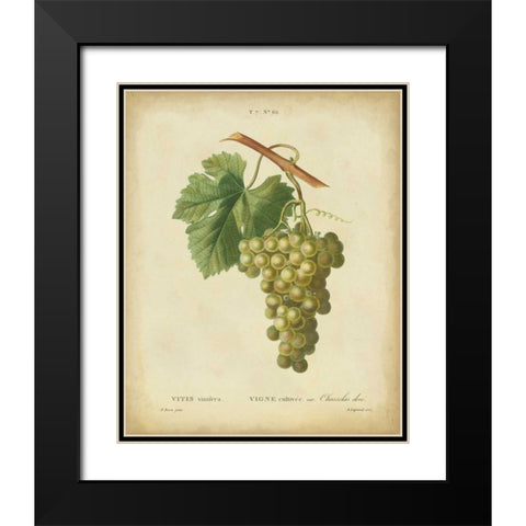 Antique Bessa Grapes II Black Modern Wood Framed Art Print with Double Matting by Bessa
