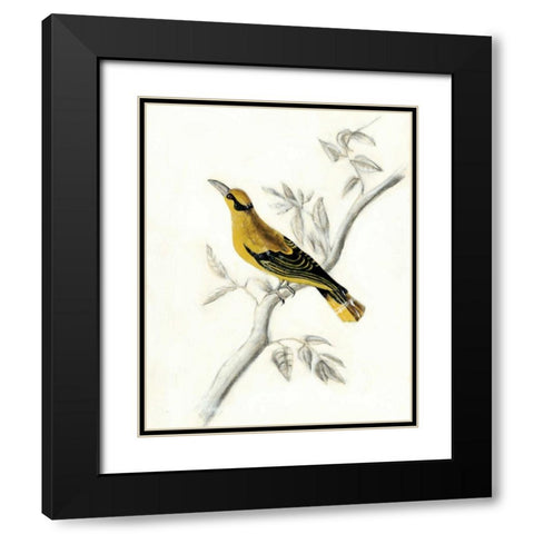 Rustic Aviary II Black Modern Wood Framed Art Print with Double Matting by McCavitt, Naomi