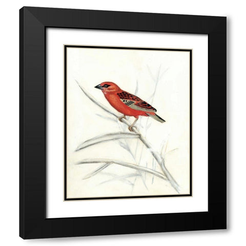 Rustic Aviary IV Black Modern Wood Framed Art Print with Double Matting by McCavitt, Naomi