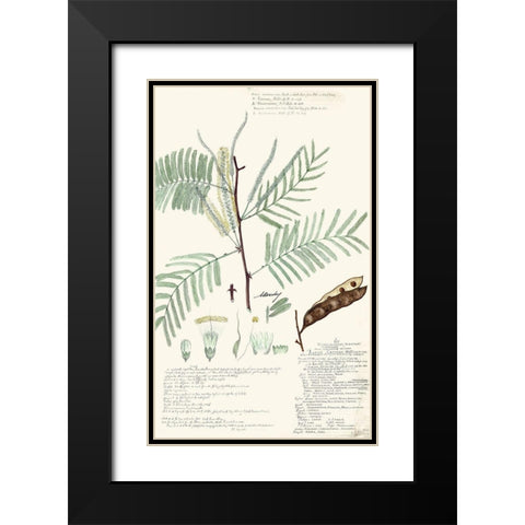 Descubes Ferns IV Black Modern Wood Framed Art Print with Double Matting by Descubes, A.