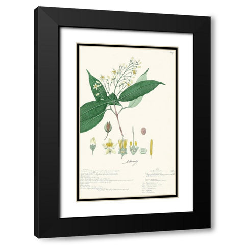 Delicate Descubes I Black Modern Wood Framed Art Print with Double Matting by A. Descubes