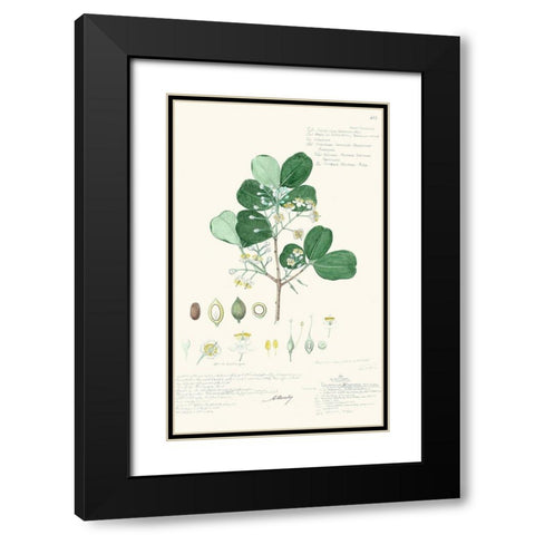 Delicate Descubes II Black Modern Wood Framed Art Print with Double Matting by A. Descubes
