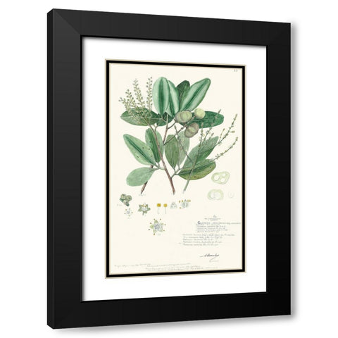 Delicate Descubes III Black Modern Wood Framed Art Print with Double Matting by A. Descubes
