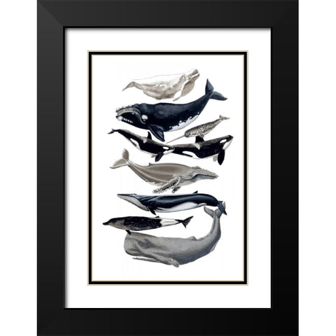 Whale Display I Black Modern Wood Framed Art Print with Double Matting by McCavitt, Naomi