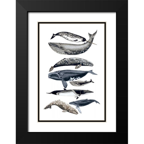 Whale Display II Black Modern Wood Framed Art Print with Double Matting by McCavitt, Naomi