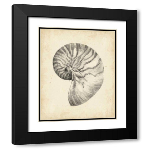 Antique Shell Study I Black Modern Wood Framed Art Print with Double Matting by Harper, Ethan