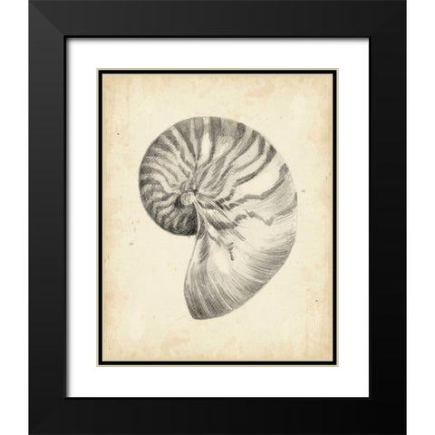 Antique Shell Study I Black Modern Wood Framed Art Print with Double Matting by Harper, Ethan