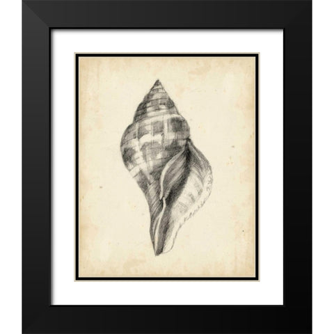 Antique Shell Study II Black Modern Wood Framed Art Print with Double Matting by Harper, Ethan