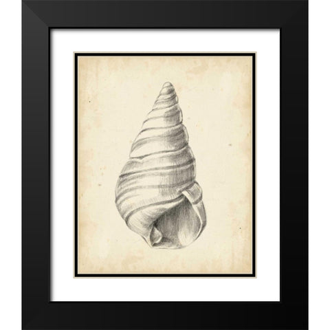 Antique Shell Study V Black Modern Wood Framed Art Print with Double Matting by Harper, Ethan
