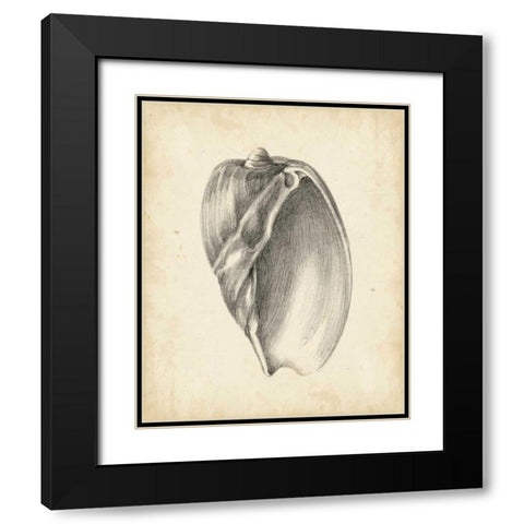 Antique Shell Study VI Black Modern Wood Framed Art Print with Double Matting by Harper, Ethan