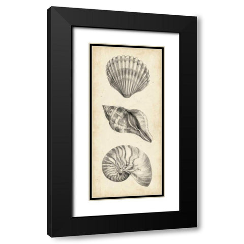 Antique Shell Study Panel I Black Modern Wood Framed Art Print with Double Matting by Harper, Ethan