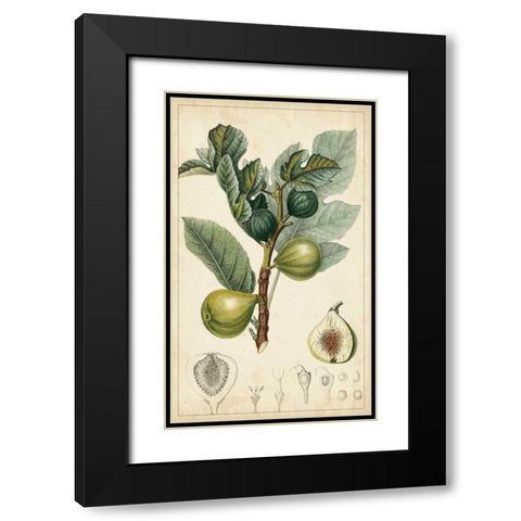 Exotic Fruits I Black Modern Wood Framed Art Print with Double Matting by Turpin