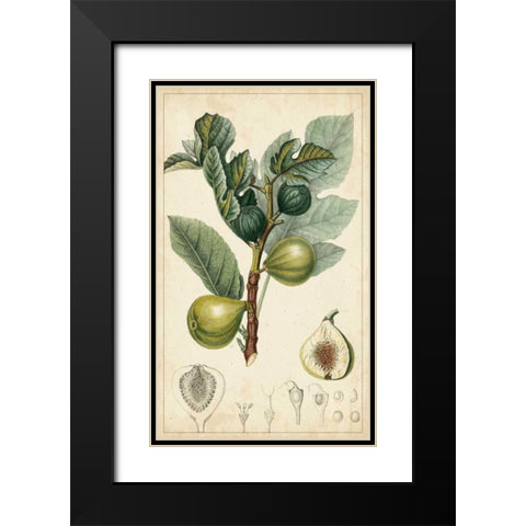 Exotic Fruits I Black Modern Wood Framed Art Print with Double Matting by Turpin
