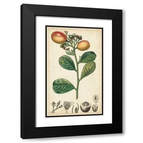 Exotic Fruits II Black Modern Wood Framed Art Print with Double Matting by Turpin