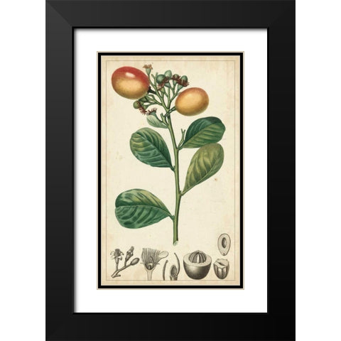 Exotic Fruits II Black Modern Wood Framed Art Print with Double Matting by Turpin