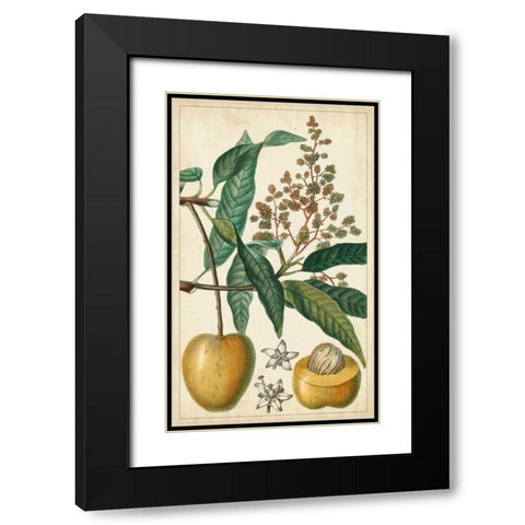 Exotic Fruits III Black Modern Wood Framed Art Print with Double Matting by Turpin