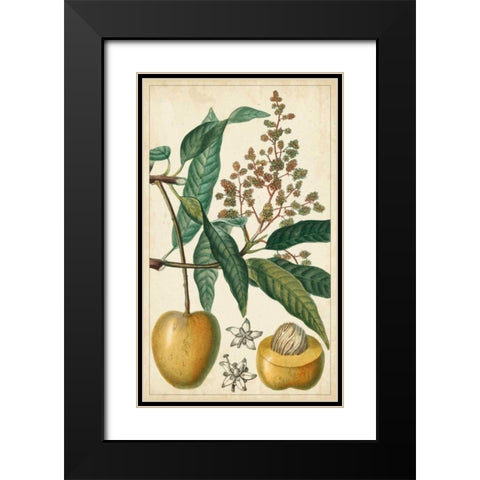 Exotic Fruits III Black Modern Wood Framed Art Print with Double Matting by Turpin