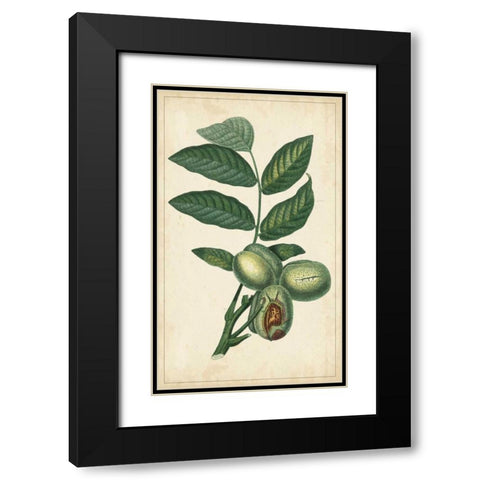 Exotic Fruits IV Black Modern Wood Framed Art Print with Double Matting by Turpin