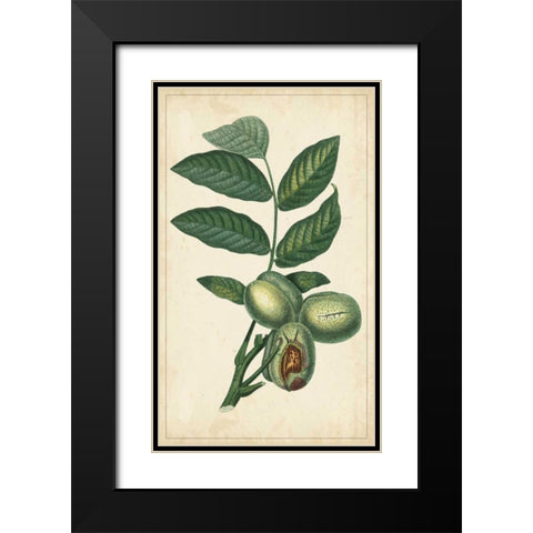 Exotic Fruits IV Black Modern Wood Framed Art Print with Double Matting by Turpin