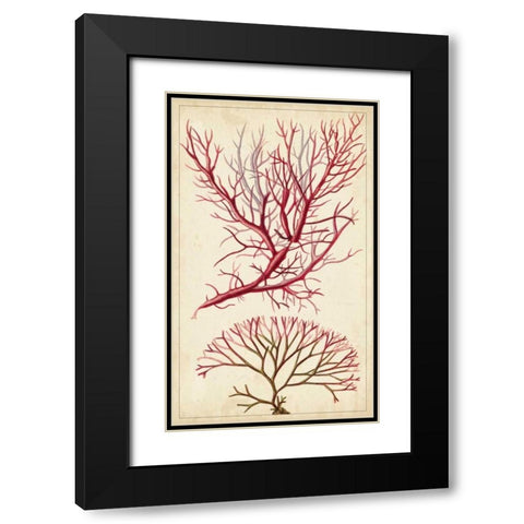 Turpin Seaweed V Black Modern Wood Framed Art Print with Double Matting by Turpin