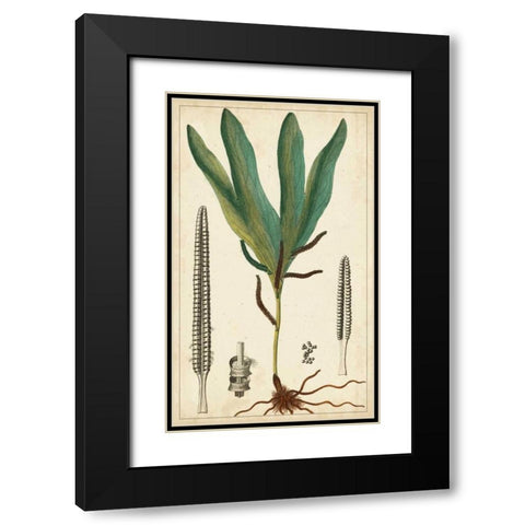 Foliage Botanique II Black Modern Wood Framed Art Print with Double Matting by Turpin