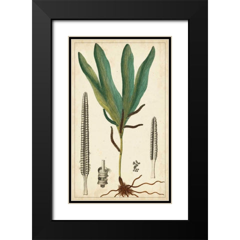 Foliage Botanique II Black Modern Wood Framed Art Print with Double Matting by Turpin