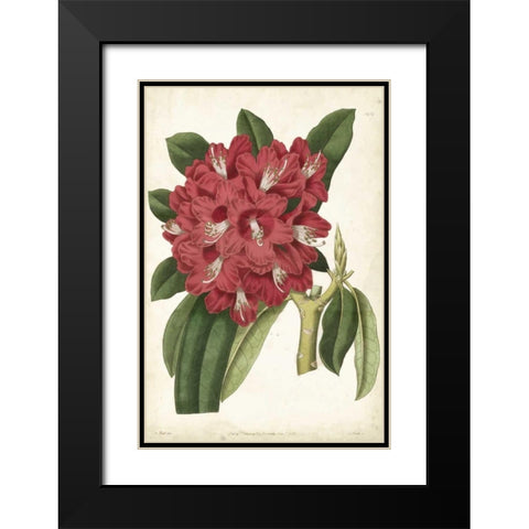 Antique Rhododendron II Black Modern Wood Framed Art Print with Double Matting by Curtis