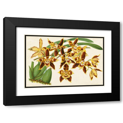 Graceful Orchids I Black Modern Wood Framed Art Print with Double Matting by Stroobant