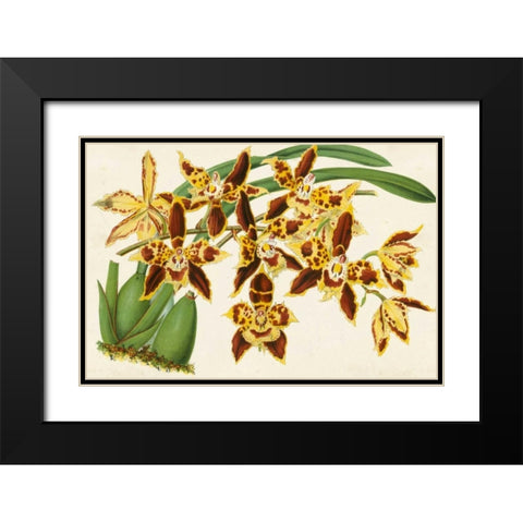 Graceful Orchids I Black Modern Wood Framed Art Print with Double Matting by Stroobant