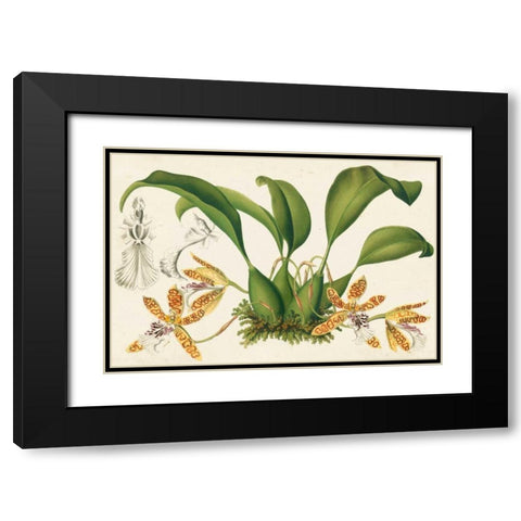 Graceful Orchids III Black Modern Wood Framed Art Print with Double Matting by Stroobant